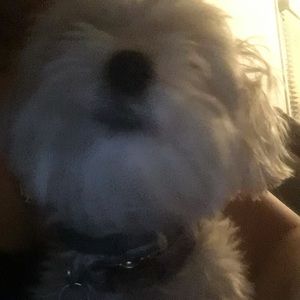 Meet your Posher, Lambrine